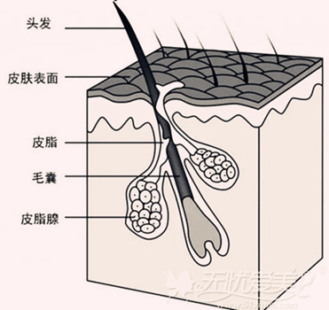 头发毛囊结构