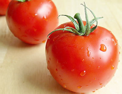 番茄有毒部位茎和叶