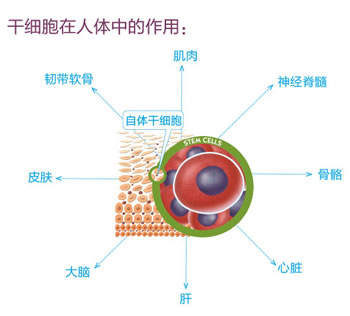 韩国高恩世上整形外科医院自体脂肪