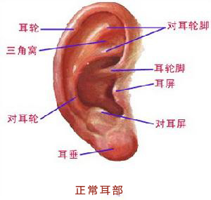 正常耳部构造