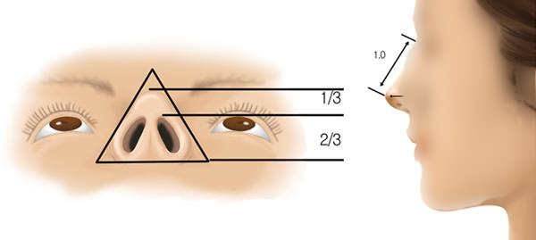 鼻部黄金比例