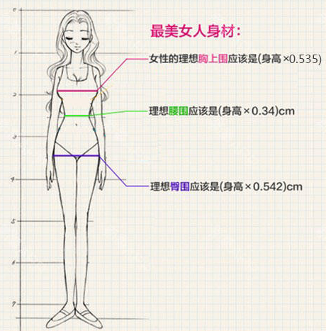 标准身材的胸部比例