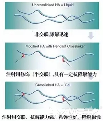 玻尿酸的各分子交联度不同