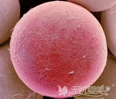 显微镜下的脂肪细胞