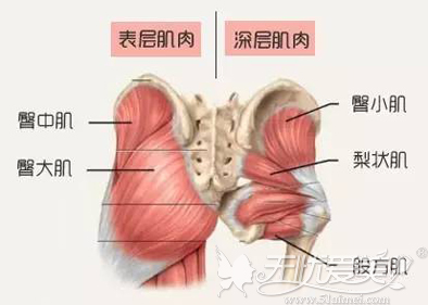 臀部肌肉构造