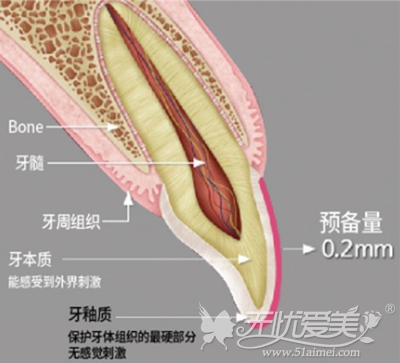 牙齿的组成部分