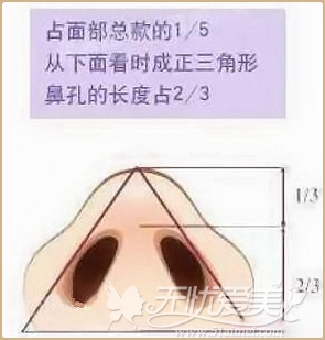 理想的鼻孔