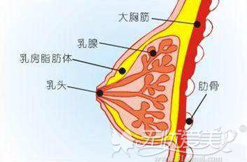 胸部的构成结构