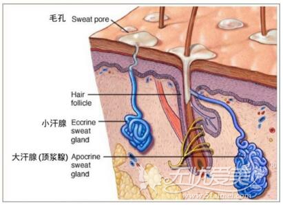 激光脱毛会损伤汗腺吗