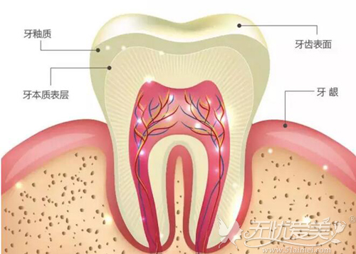 冷光美白作用在牙齿的位置