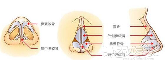 鼻部内部构造