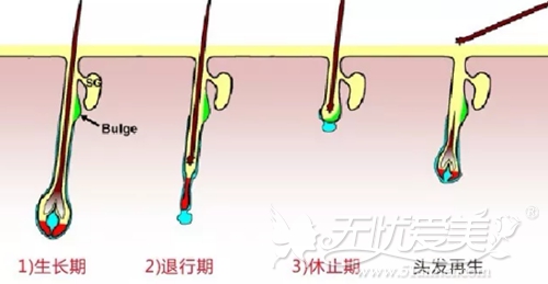 头大的生长周围