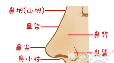 鼻部介绍