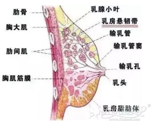 乳房部位分析图