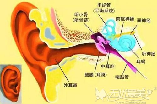 耳部内部结构