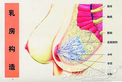 乳房的构造和脂肪的所处位置