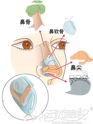 鼻部的内部结构