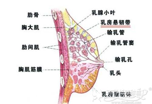 胸部结构