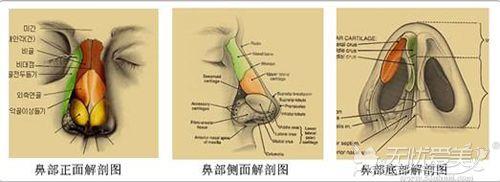 鼻子内部的结构