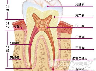 活髓牙和死髓牙的区别