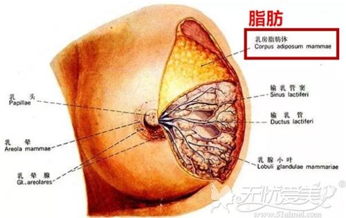 脂肪型胸大可以用吸脂手术改善