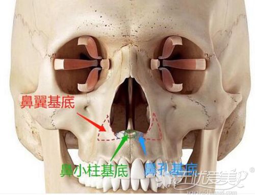 鼻基底的位置