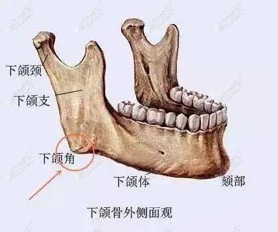 下颌骨周围的神经线