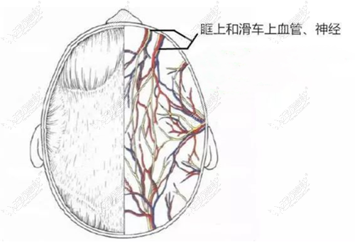 眉弓部位的血管神经组织