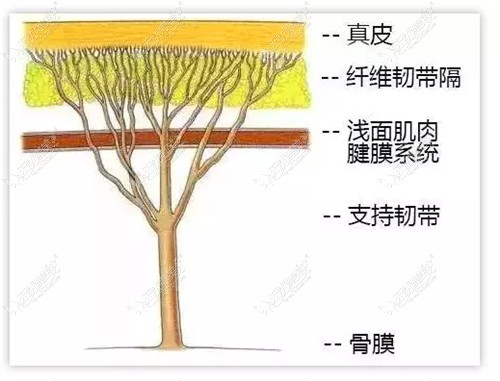 印第安纹形成的原因