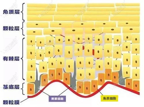 表皮衰老