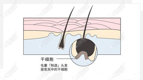 hbw毛囊克隆植发