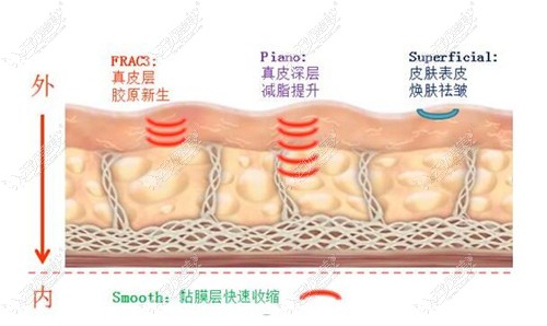 欧洲之星的抗衰原理