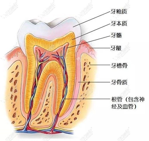 根管治疗和种植牙哪一个好？从疼痛感和价格上面来对比