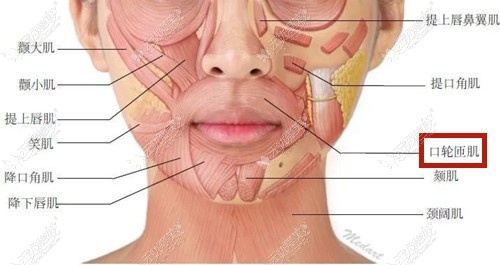 口轮匝肌明显图片
