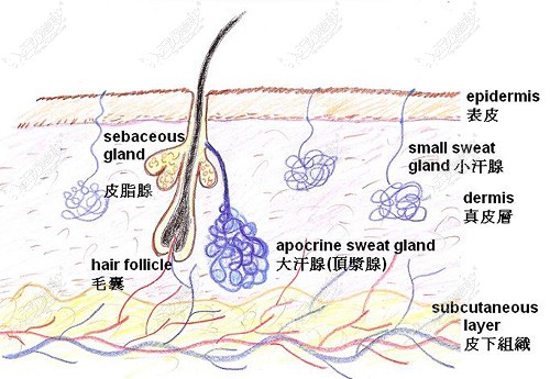 狐臭中英病理图.jpg