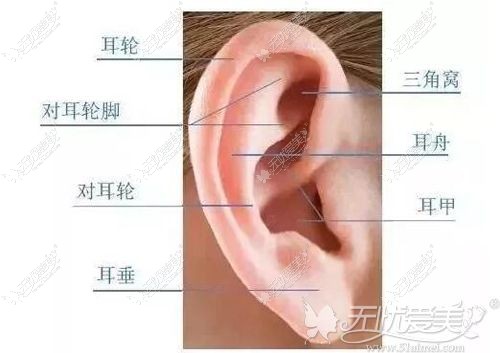 正常耳朵的结构