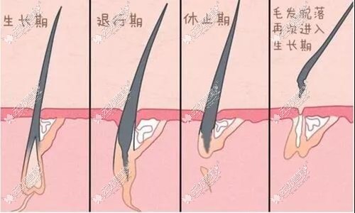 毛发的生长过程