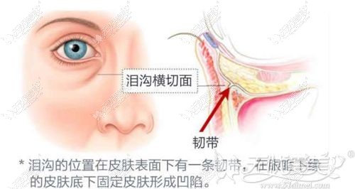 泪沟的位置