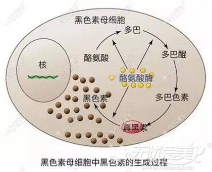 黑色素是如何形成的