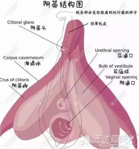 女性阴蒂的结构