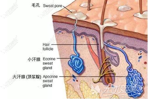 腋臭所在的位置就是大汗腺