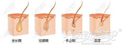 毛发的生长周期