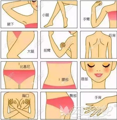 能够脱毛的部位