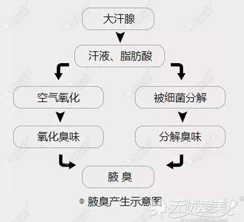 腋臭产生的过程