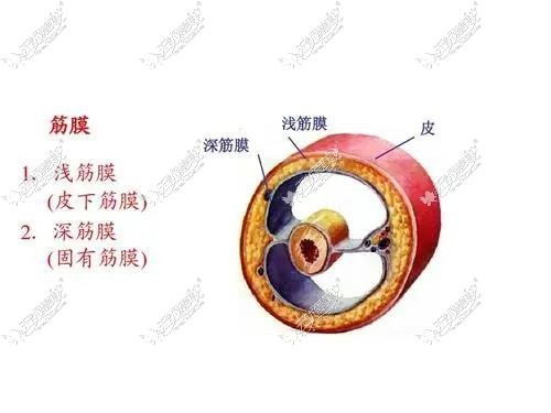 自体筋膜取哪里