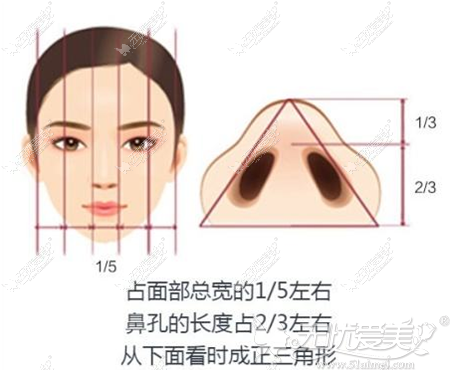 好看的鼻翼比例